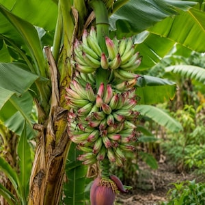 Musa Yellow Variegated Banana - Etsy
