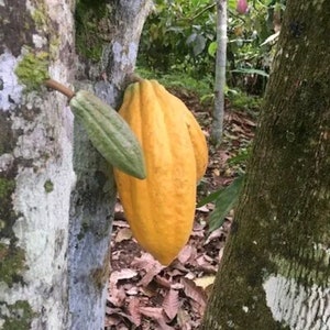 May include: A close-up of a cacao tree with a large, ripe, yellow cacao pod and a smaller, green pod. The tree trunk is textured with moss and lichen. The background shows other trees and foliage.