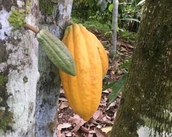 Dwarf Cold Hardy Peruvian Nacional Cacao XL Fruit Hybrid! EXTRA Sweet Cacao!