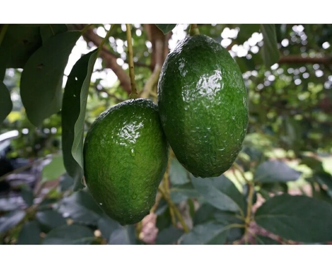 Dwarf Cold Hardy Hawaiian Kahalu'u Avocado - Etsy