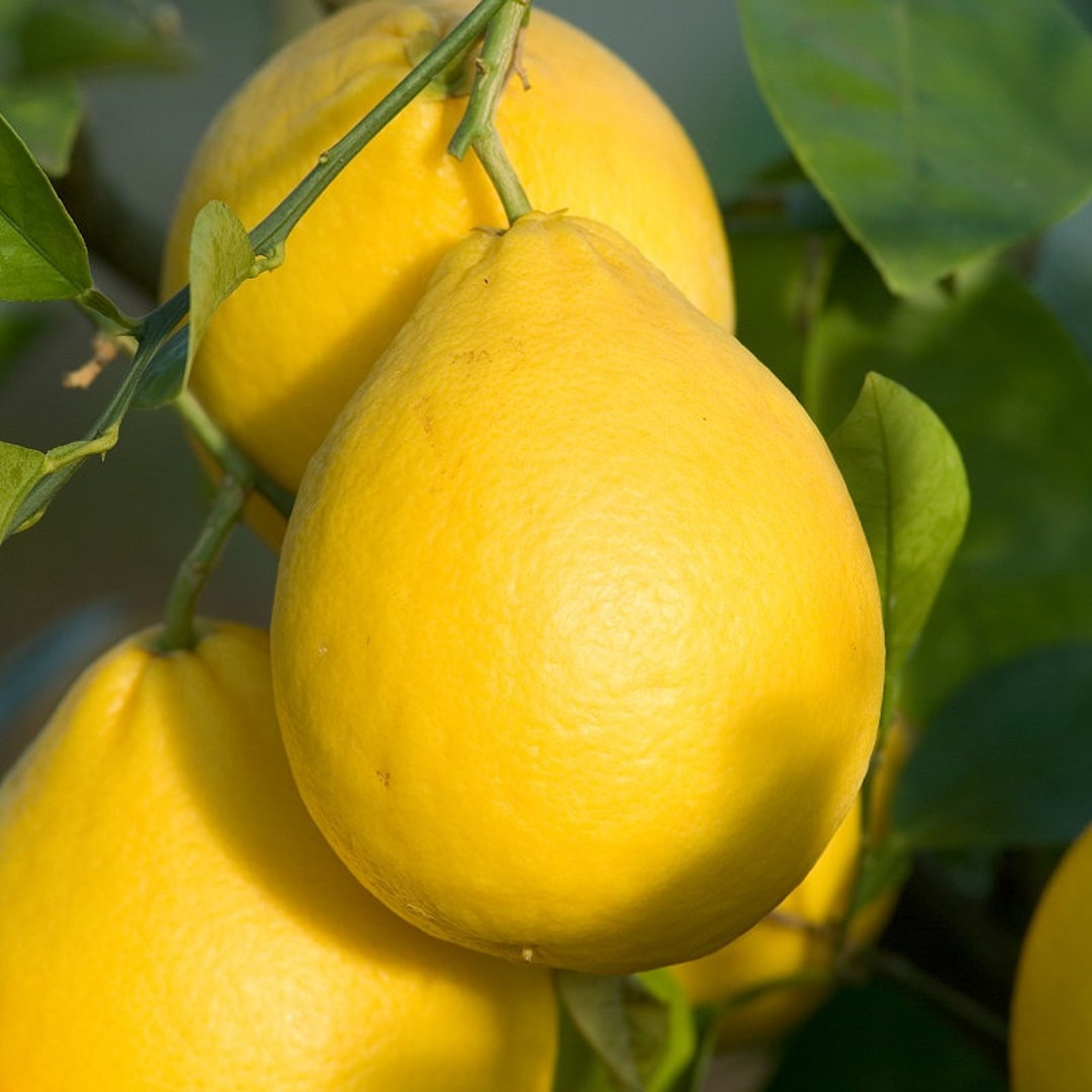 Rare Dwarf French Lime Pear Lemon Sweet Lemon Citrus Lumia Pyriformis