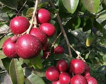 Dwarf Cold Hardy Red Ruby Longan