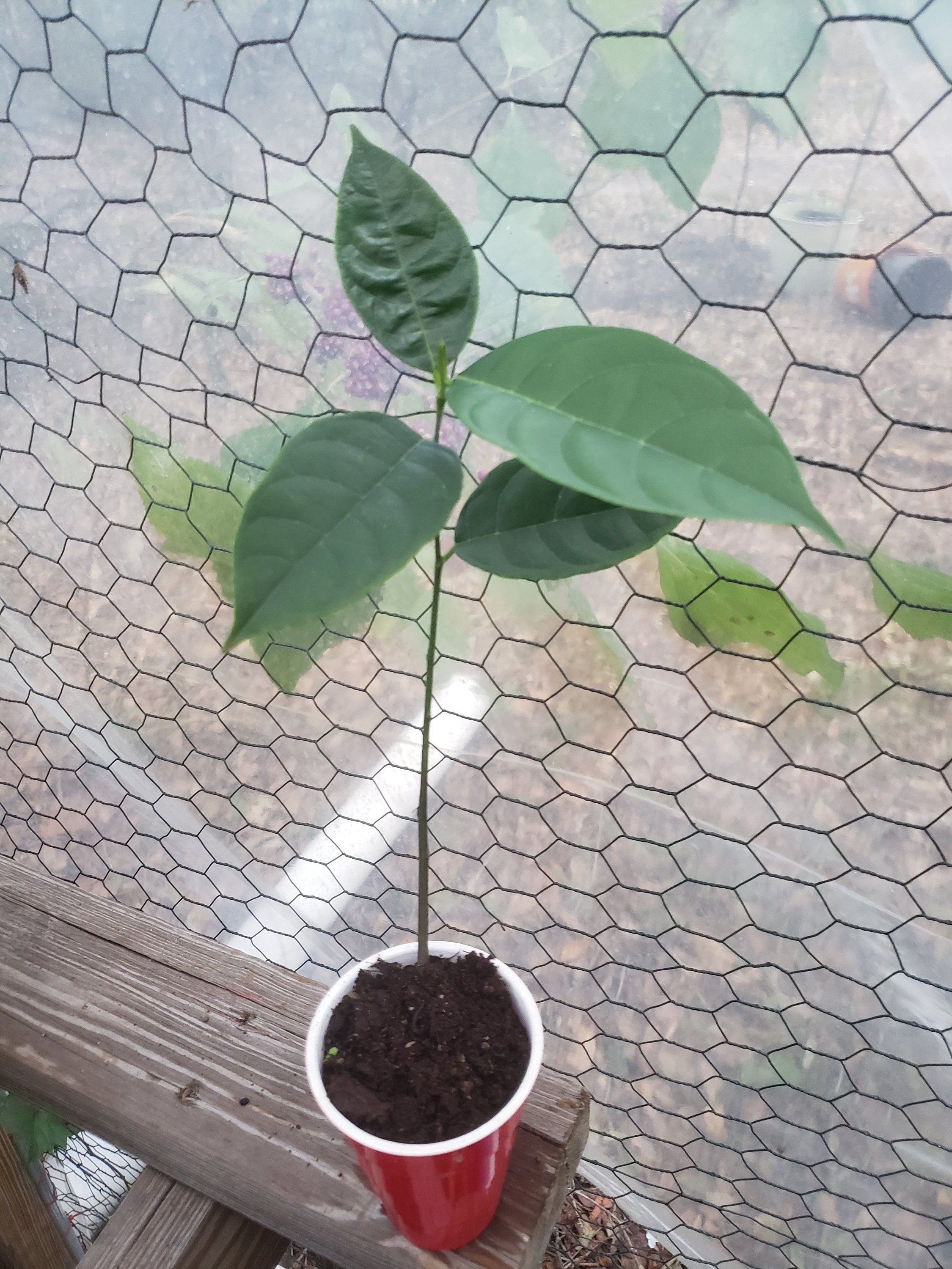 Dwarf Gulabi Jackfruit Starter Tree ROSE Scented Huge Fruit on Small 8