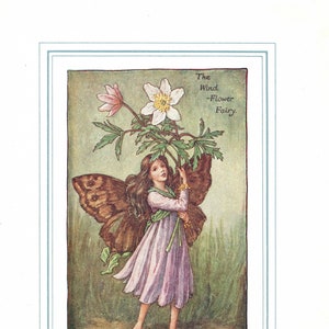 Flower Fairies: The WIND-FLOWER Fairy Vintage Print c1930 by Cicely Mary Barker