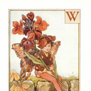 A Flower Fairy Alphabet: Der Buchstabe W ist für Wallflower Fairy Vintage Print c1930 von Cicely Mary Barker