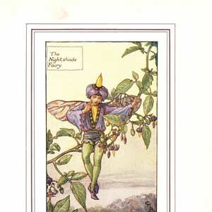 Flower Fairies: The NIGHTSHADE Fairy Vintage Print c1930 by Cicely Mary Barker