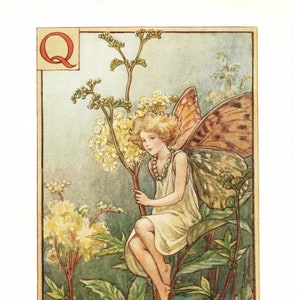 A Flower Fairy Alphabet: The letter Q is for Queen of the Meadow Fairy Vintage Print c1930 by Cicely Mary Barker