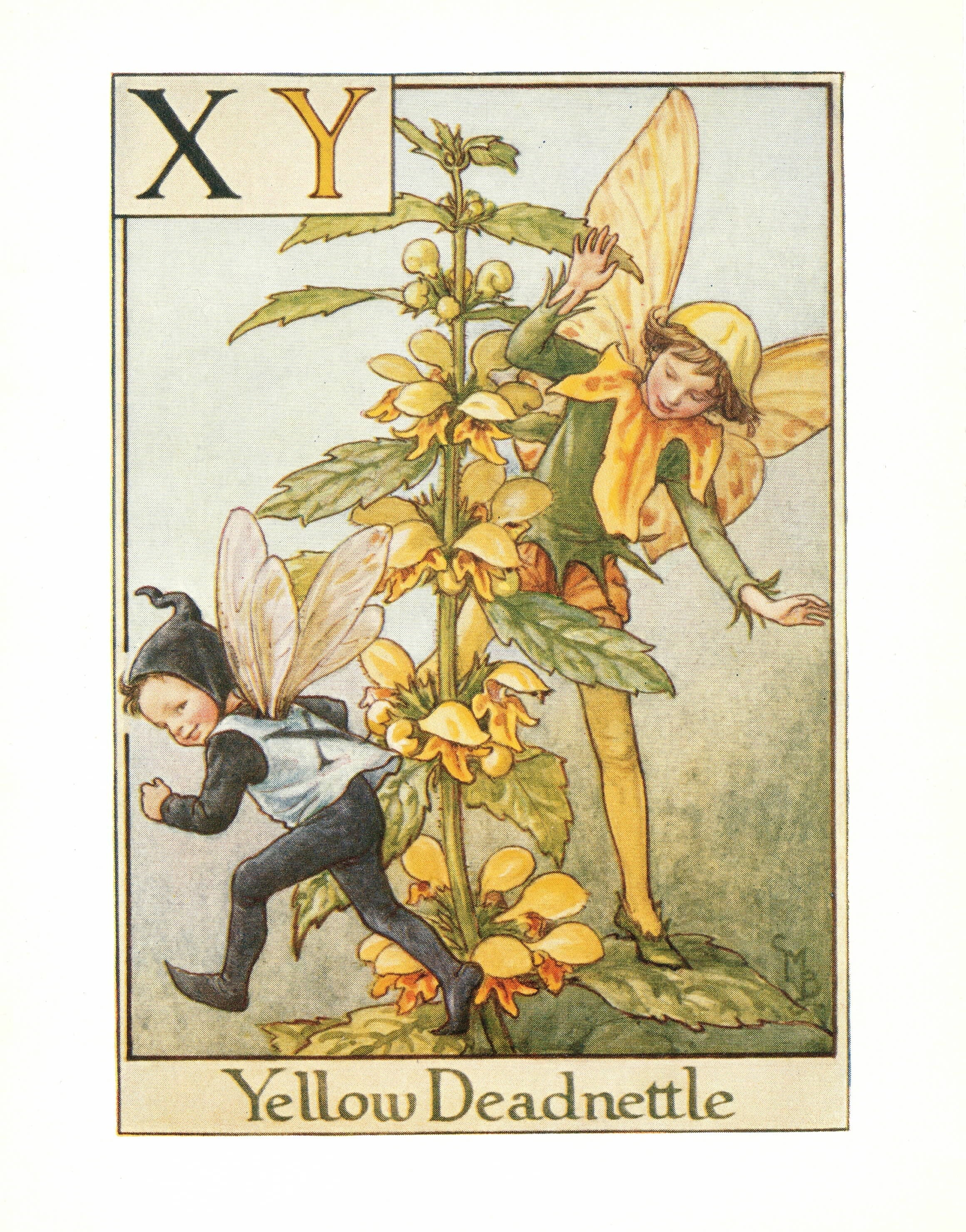 A Flower Fairy Alphabet: the Letter (X)Y is for Yellow