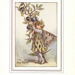Flower Fairies: The SLOE Fairy Vintage Print c1930 by Cicely Mary Barker