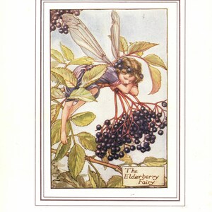 Flower Fairies: The ELDERBERRY Fairy Vintage Print c1930 by Cicely Mary Barker