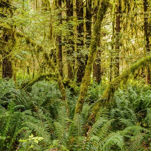 Rainforest 3