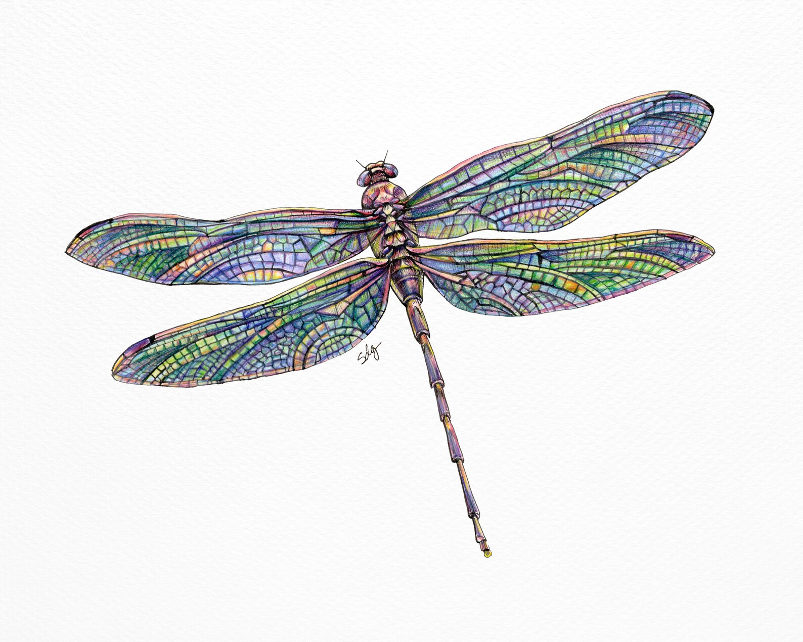 Dragonfly Drawing Art Print Colored Pencil Art Insect | Etsy