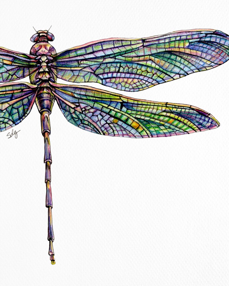 Dragonfly Drawing Art Print Colored Pencil Art Insect Etsy