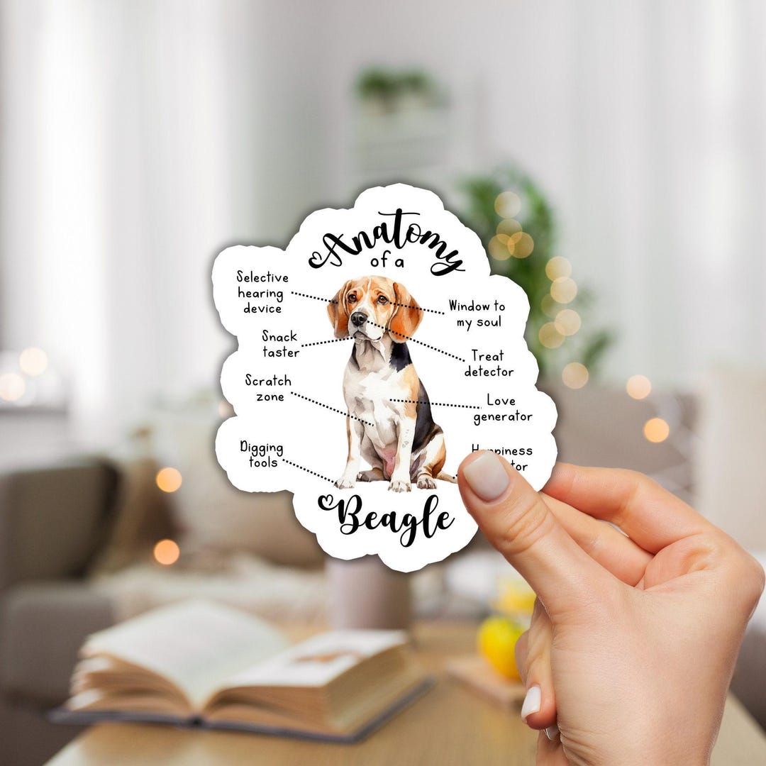 Beagle Sticker Anatomy of a Beagle Sticker Funny Dog Sticker Beagle ...