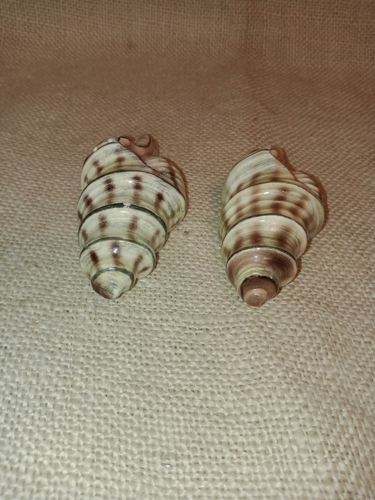 Mid Century Sea Shell Salt and Pepper Shakers Conch Shell Etsy