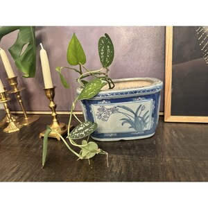 May include: A blue and white ceramic planter with a floral design, holding a green plant with speckled leaves. The planter is rectangular with rounded corners. The plant has long stems and several leaves. The background includes gold candle holders and a framed picture.