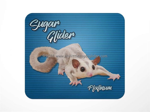 glider rodent