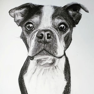 Custom Graphite Pet Portrait memorial art hand-drawn dog