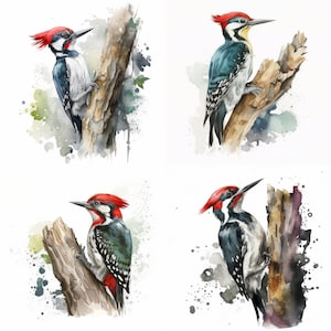 Woodpecker Png Watercolor Woodpecker Bird Clipart Woodpecker Wall Art Woodpecker Clipart Woodpecker Print Woodpecker Poster Design