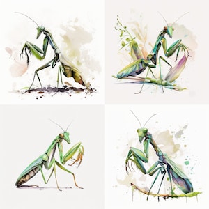 Praying Mantis Watercolor Clipart Praying Mantis Wall Art Praying Mantis PNG Print Praying Mantis Clipart Watercolor Praying Mantis Art