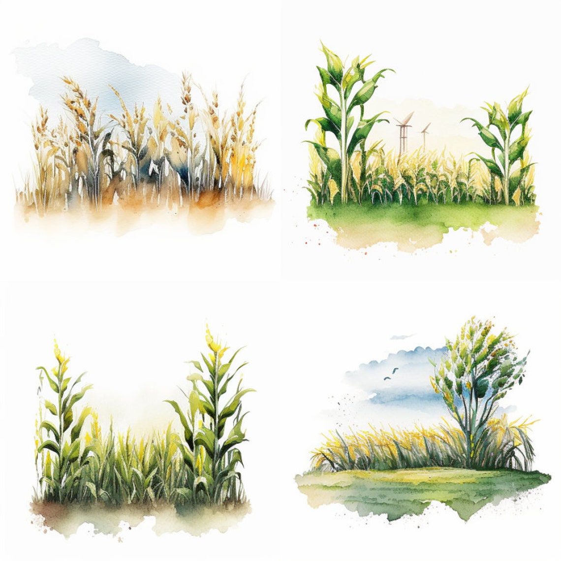 Corn Field Watercolor, Digital Downloads, Corn Clipart, Field PNG, Corn