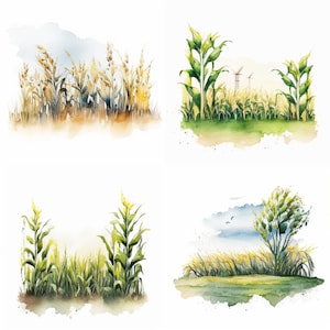 May include: Watercolour illustrations of wheat and corn fields. The artwork depicts various compositions of golden wheat and green corn stalks, with a soft, painterly style. The scenes include fields under a blue sky, evoking a sense of rural landscape.