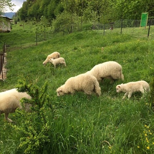 May include: A group of white sheep grazing in a grassy field. The sheep are in a lush green meadow with a forest in the background.