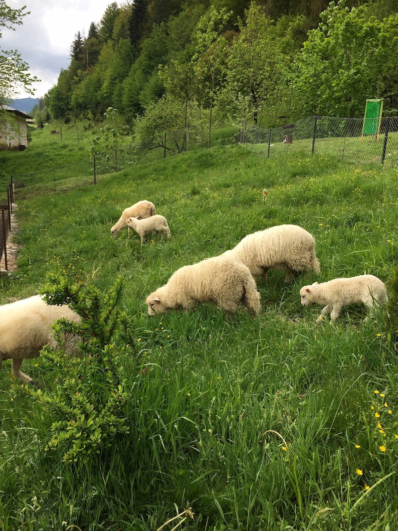 May include: A group of white sheep grazing in a grassy field. The sheep are in a lush green meadow with a forest in the background.