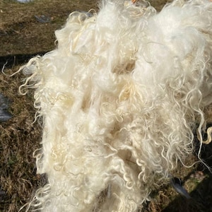 Hand-Washed Organic Ivory Sheep Wool: Natural Home Decor