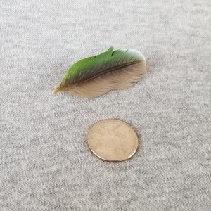 Hand Carved Green Wing Teal Feather Pin