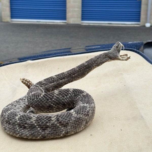 Large Real Rattle Snake Taxidermy Mount