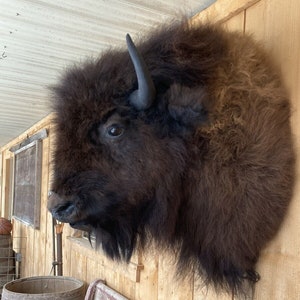 May include: A brown and black bison head mounted on a wooden wall. The bison has a long, dark brown coat and a pair of black horns. The wall is made of light brown wood planks.