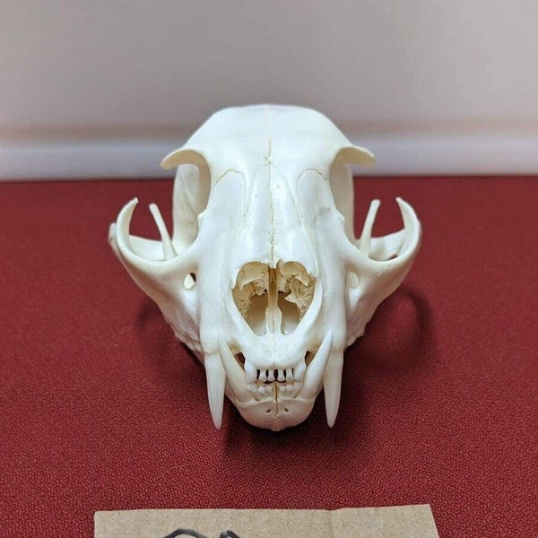 Real XL Alaskan Lynx Skull Animal Mounts Christmas Gifts Man Cave Decor Craft