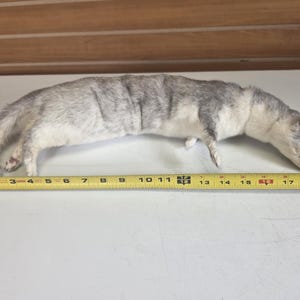 May include: A taxidermy animal pelt with grey and white fur, positioned horizontally above a yellow measuring tape that indicates a length of approximately 19 inches from the tail to the head of the specimen.