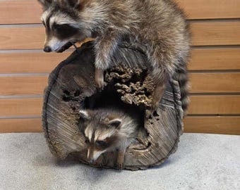 Fhcm61 - baby Raccoons Taxidermy pair full body mount