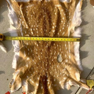 May include: A deer hide with brown and white spotted fur. A yellow measuring tape shows the hide is approximately 23 inches long. The hide is lying on a concrete surface.