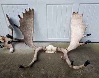 FHHOUSE1- Moose Antler Skulls (read Description)