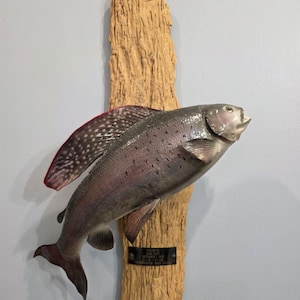 May include: A mounted fish with a silver and purple body, red-spotted fins, and a dark tail. It is attached to a piece of weathered wood. A small, rectangular plaque with text is affixed to the wood.