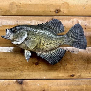 Crappie Wall Mount 
