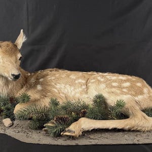 May include: A taxidermied fawn, lying down on a textured base, with a dark background. The fawn has light brown fur with white spots, and is surrounded by green pine branches and pine cones.