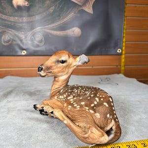 May include: A taxidermied fawn with brown fur and white spots, lying on a gray surface. The fawn is positioned with its head up and legs tucked. A yellow measuring tape is visible along the bottom edge.