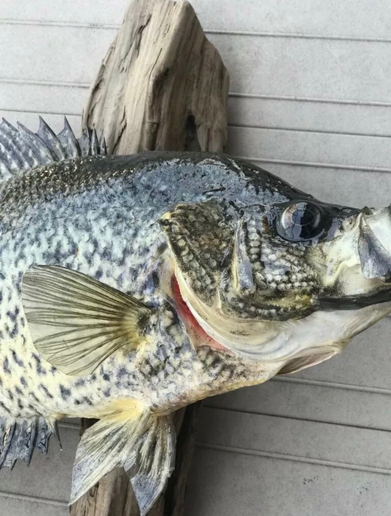 Beautiful Crappie Fish Taxidermy Wall Mount Wildlife Real Skin Etsy