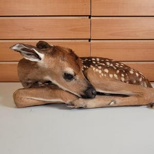 May include: A young fawn, with brown fur and white spots, is curled up on a light-colored surface. The fawn's head is resting on its front legs, and its ears are perked up. The background features wooden paneling.