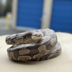 May include: A coiled snake with a patterned, textured body in shades of brown, gray, and tan. The snake's head is visible, with a focused gaze. The background is blurred, with blue and white structures.