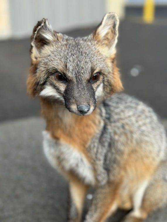 Grey Fox Taxidermy Full Body Mount Prime Fur - Etsy