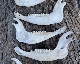 FHDAR738 - Taxidermy Large Buffalo/Bison Jaw Bones Log Cabin 16"