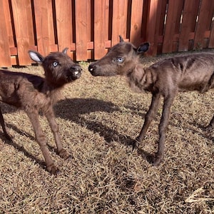 May include: Two black baby reindeer standing in a grassy field. The reindeer are facing each other and have their heads tilted. The reindeer are thin and have light blue eyes.