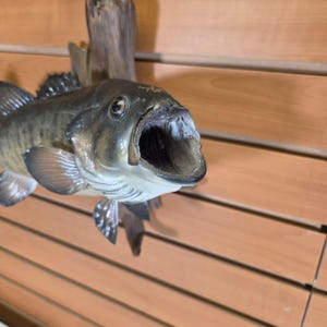 May include: A mounted fish sculpture with an open mouth, showcasing detailed scales and fins. The fish is attached to a piece of driftwood, mounted on a wooden wall. The fish is a mix of brown, gray, and white.
