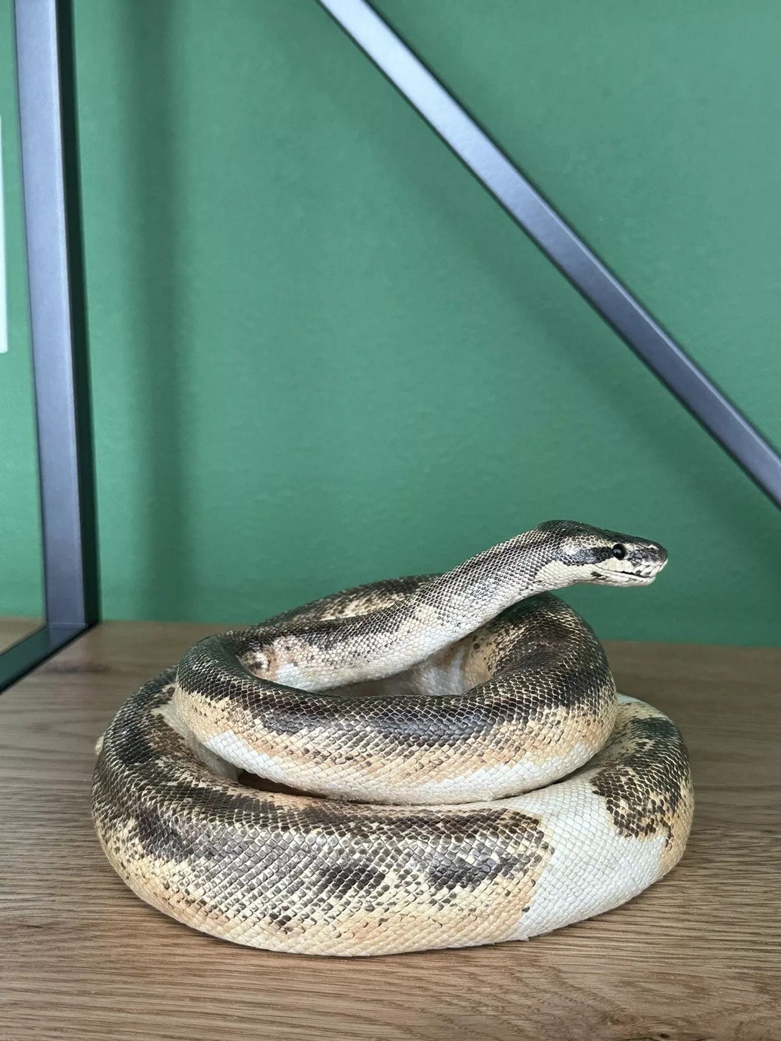 Real Python Taxidermy Mount - Etsy