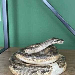 Real Python Taxidermy Mount - Etsy